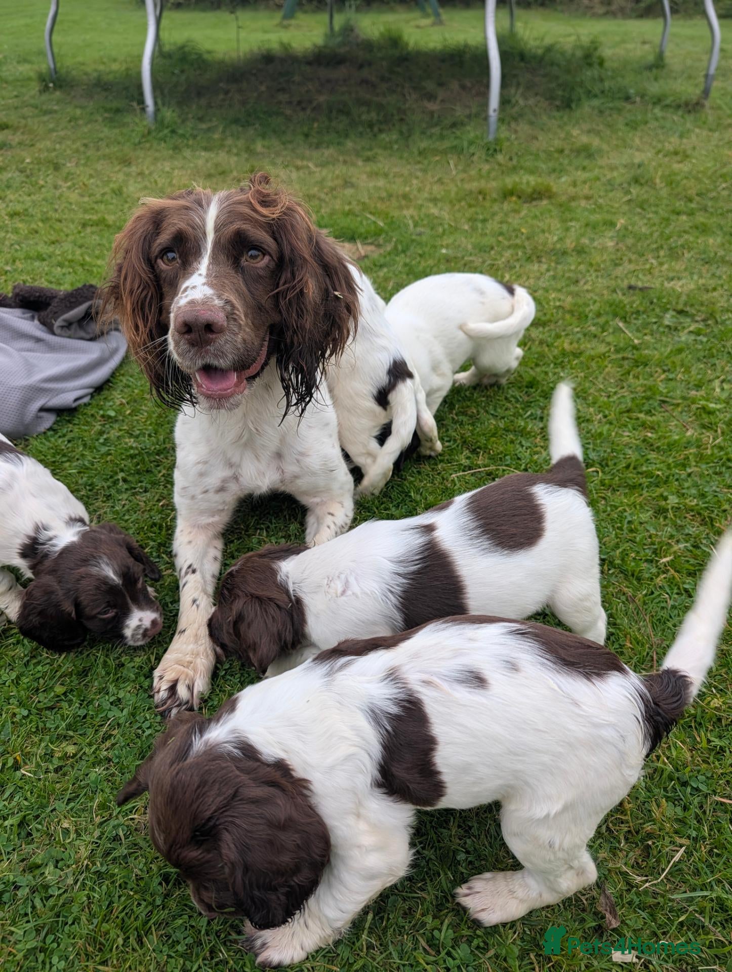 English Springer Spaniel dogs Springer Spaniel puppies  🐾 - Advert 1