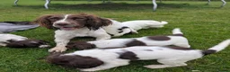 English Springer Spaniel dogs for sale: Springer Spaniel puppies  🐾 in Arisaig - Advert 1