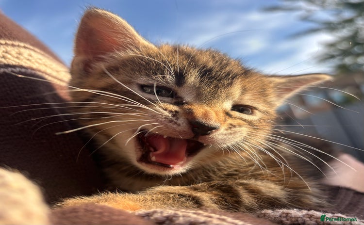 Mixed Breed cats - Advert 5