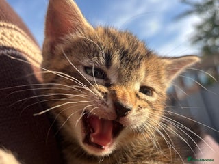 Mixed Breed cats - Advert 13