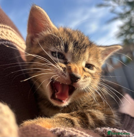 Mixed Breed cats - Advert 6