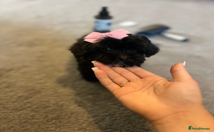 Cavapoo dogs - Advert 7
