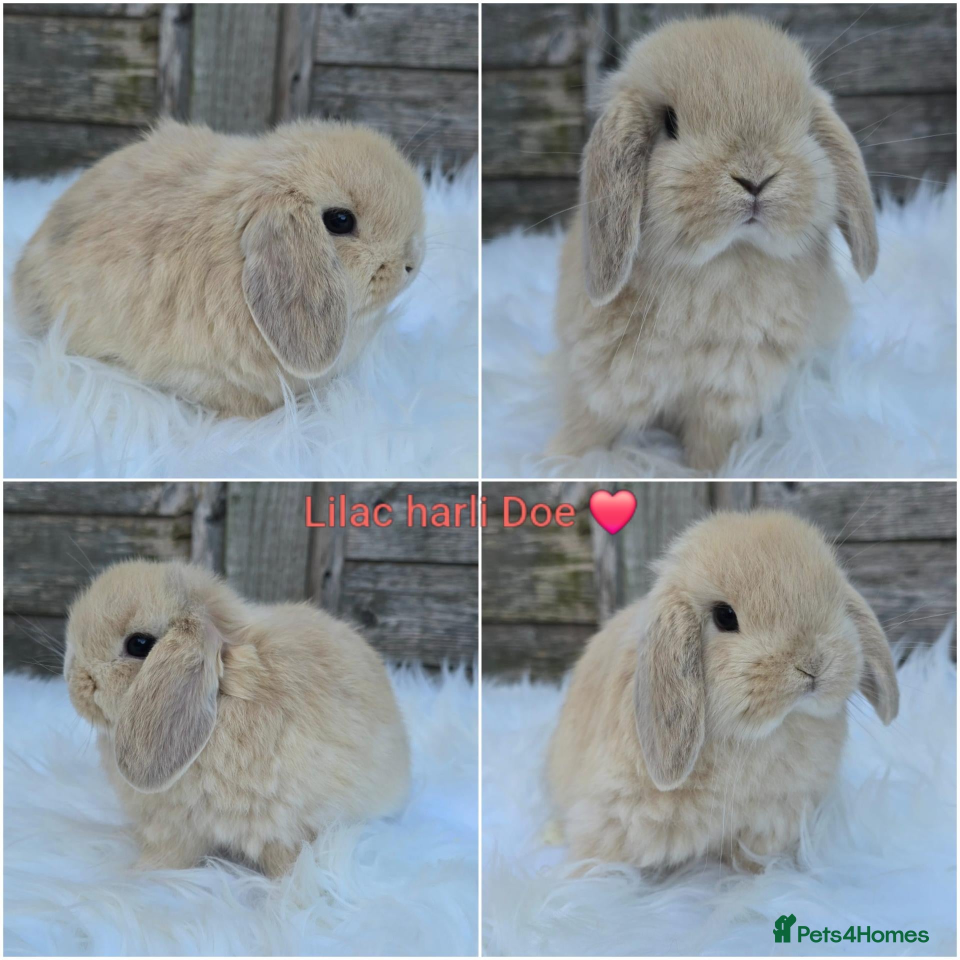 Mini Lop rabbits for sale: Gorgeous pure breed mini lops  - Advert 1
