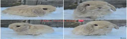 Mini Lop rabbits for sale: Gorgeous pure breed mini lops  - Advert 1