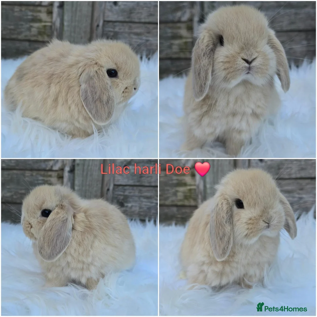Mini Lop rabbits for sale: Gorgeous pure breed mini lops  - Advert 1