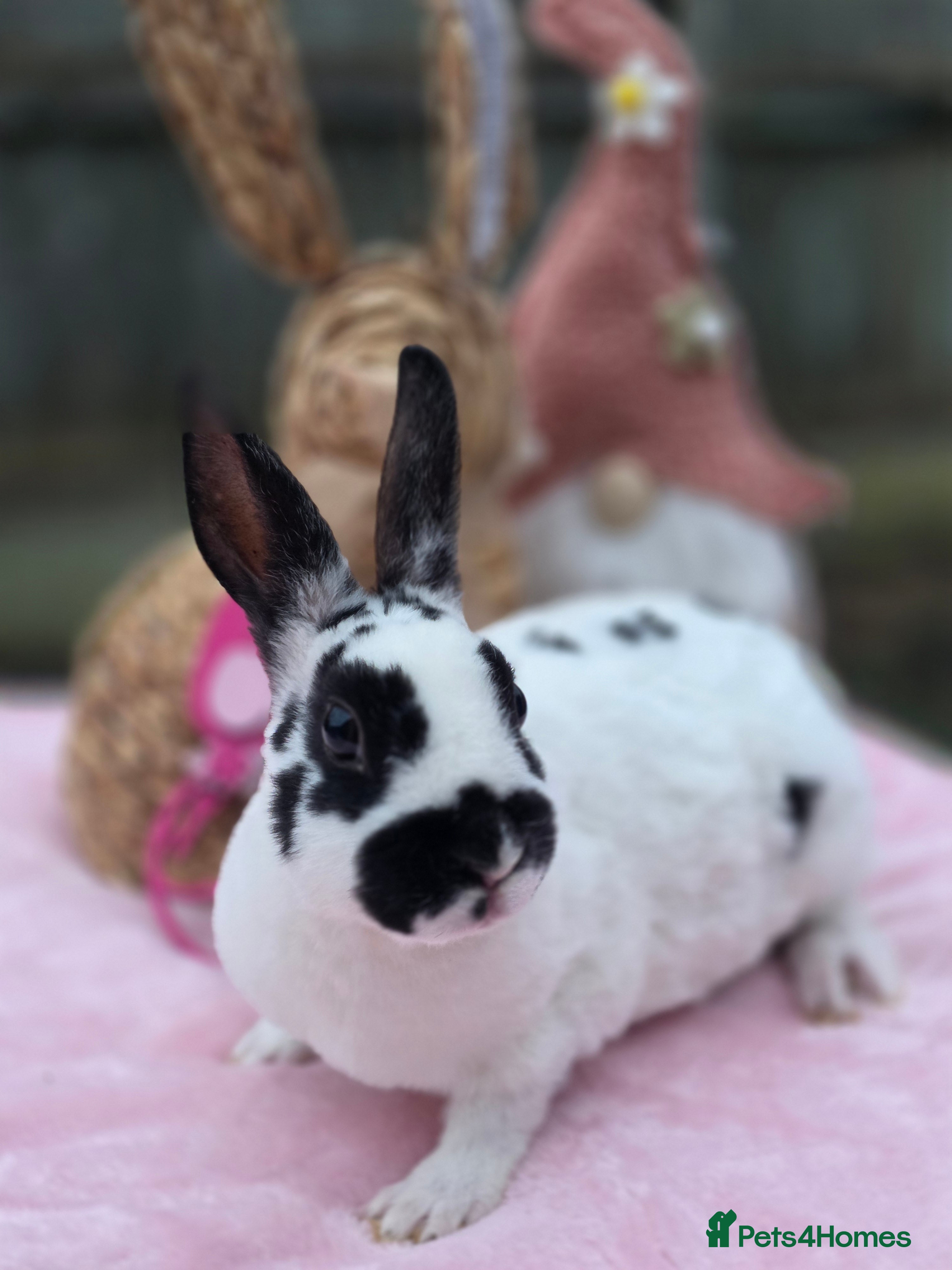 Rex rabbits Mini Rex Doe Looking For New Home - Advert 1