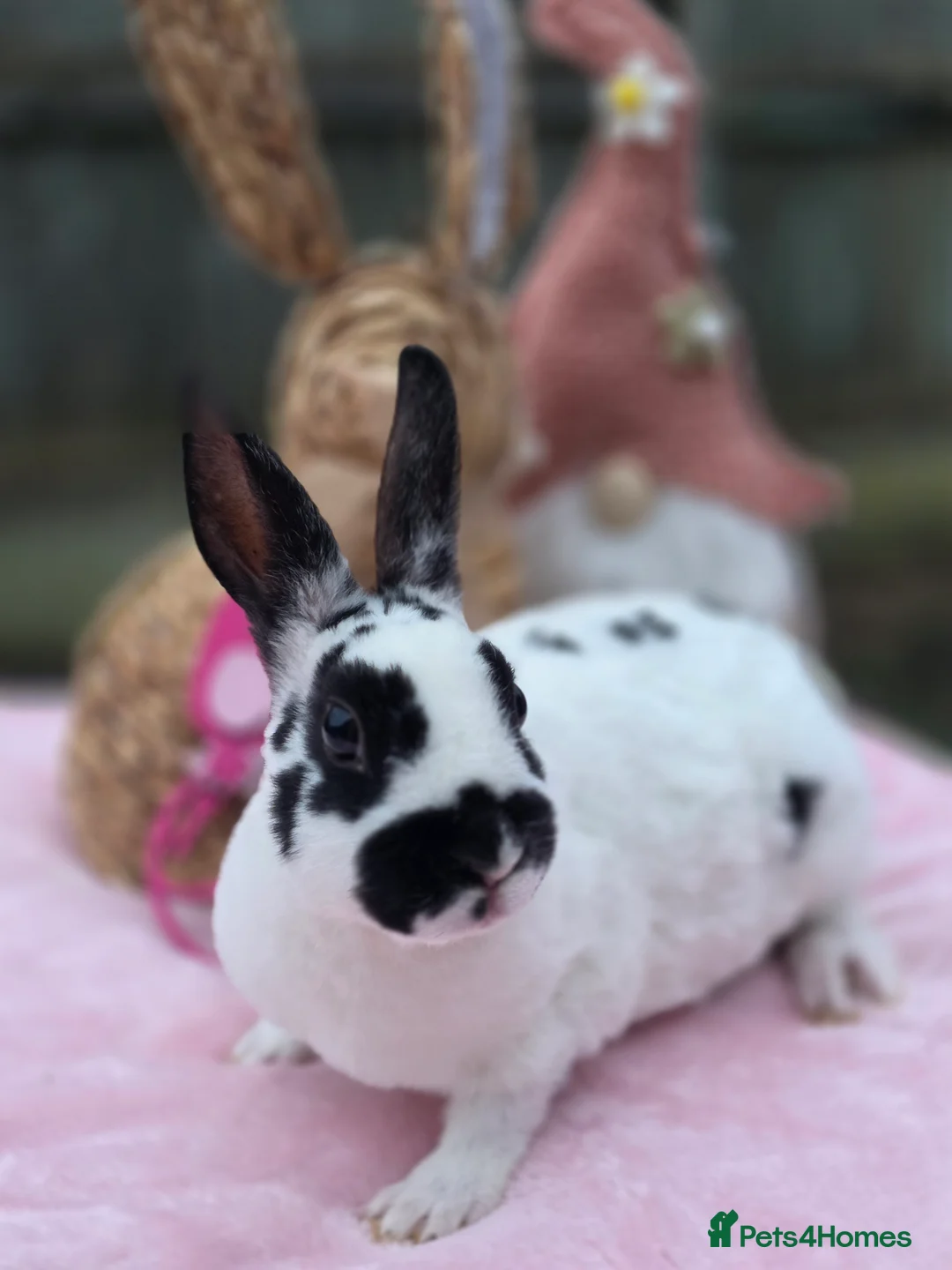 Rex rabbits for sale: Mini Rex Doe Looking For New Home - Advert 1