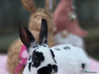 Rex rabbits Mini Rex Doe Looking For New Home - Advert 1