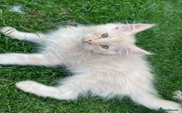 Maine Coon cats for sale: Cream Boys Available for forever homes  in Rushden - Image 6