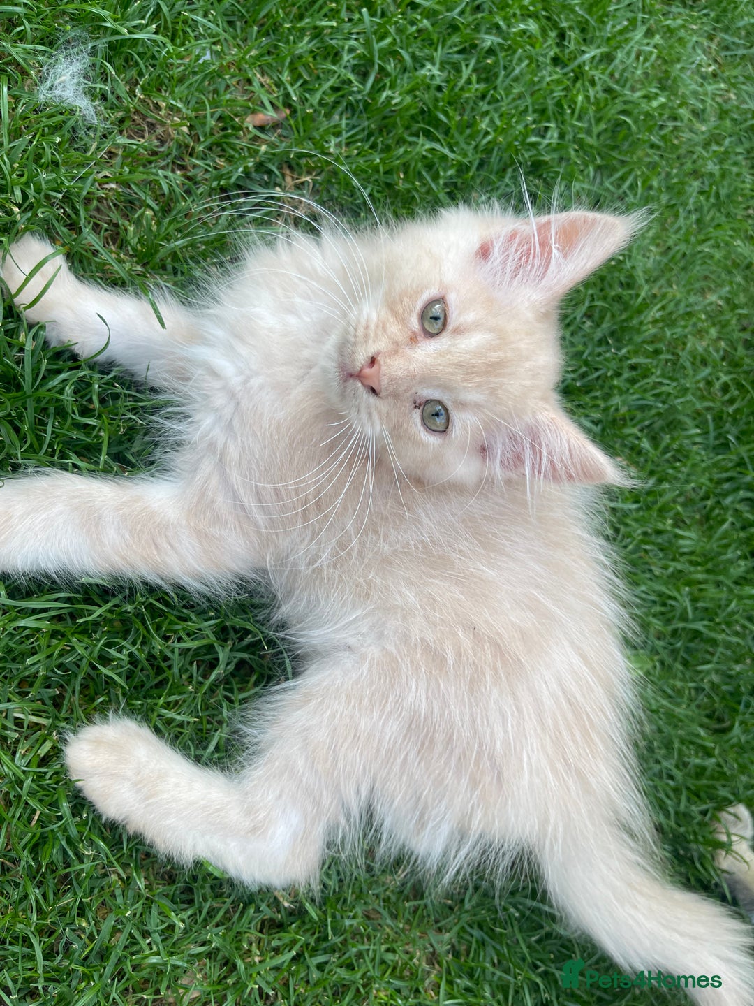 Maine Coon cats for sale: Cream Boys Available for forever homes  in Rushden - Image 6