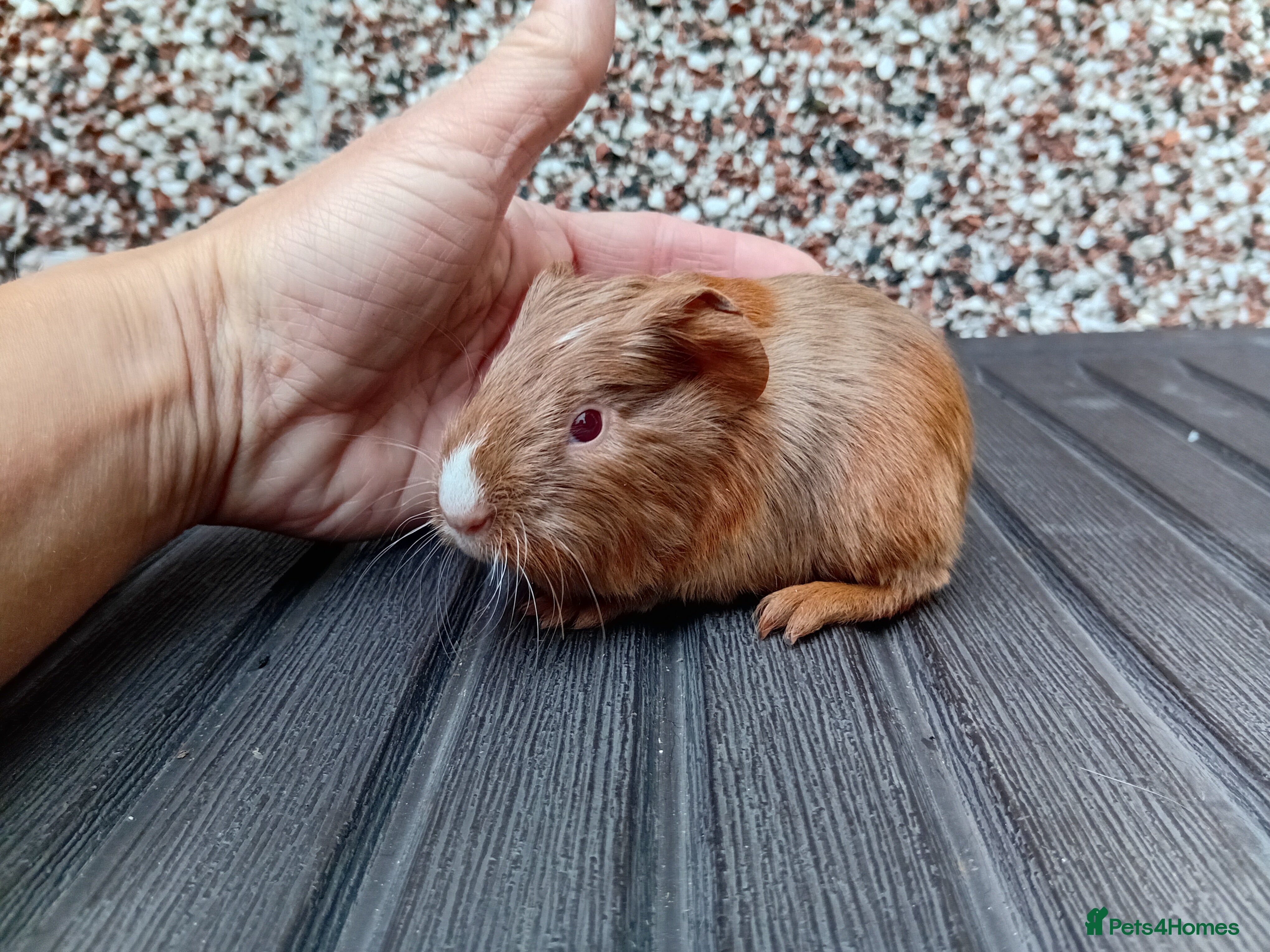 Guinea Pig rodents Baby guinea pigs  - Advert 17