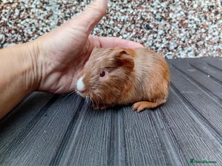 Guinea Pig rodents Baby guinea pigs - Advert 18