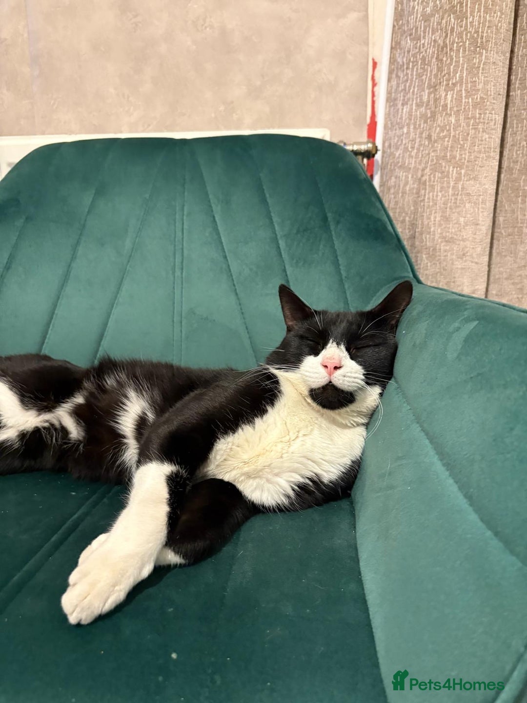 Brazilian Shorthair cats for sale: Tuxedo cat  - Image 5