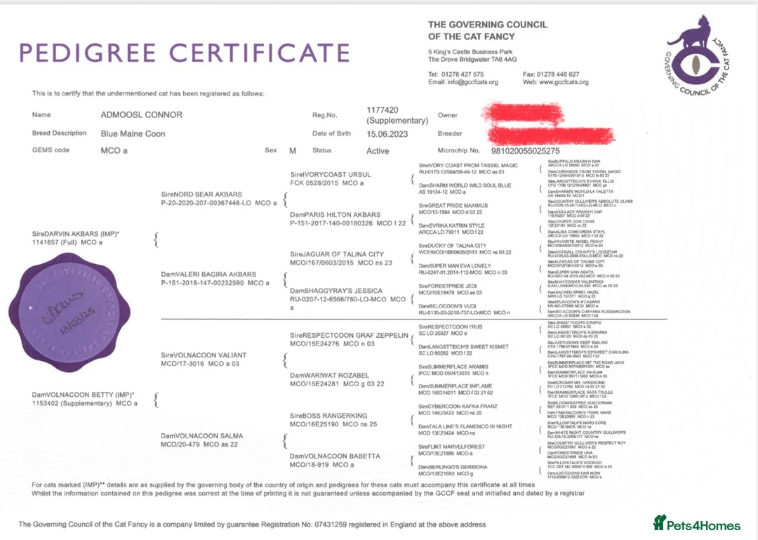 Maine Coon cats for stud: Maine Coon STUD Service Only - Not For Sale   in Woking - Advert 11