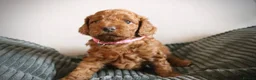Cockapoo dogs for sale: F1B Cockapoo Puppies - Advert 10