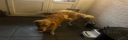 Golden Retriever dogs for sale: Golden retriever puppies due December  - Advert 4
