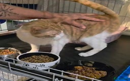 Domestic Shorthair cats for adoption: Meet 3 year old Nova 🐾❤️ - Image 5