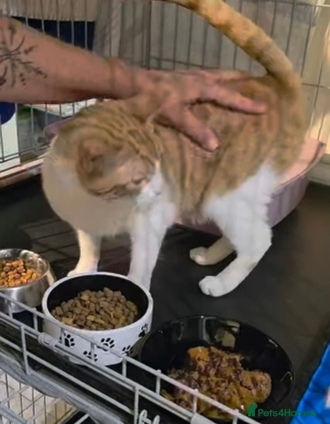 Domestic Shorthair cats for adoption: Meet 3 year old Nova 🐾❤️ - Image 5