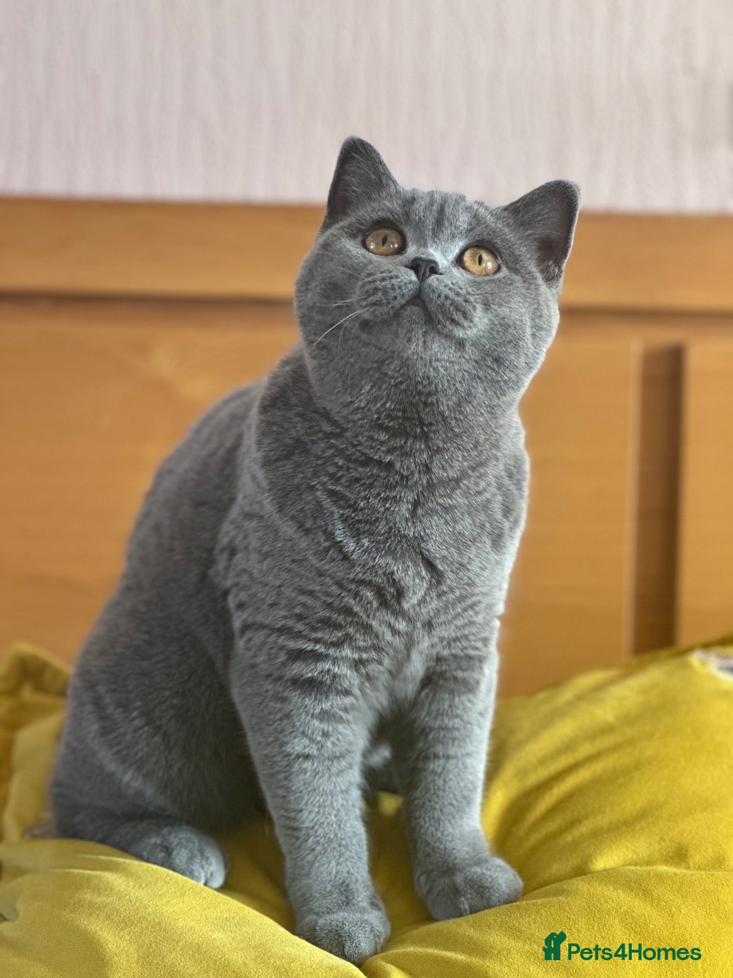 British Shorthair cats Gccf registered kittens  - Advert 2
