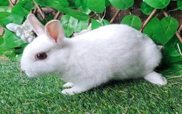Netherland Dwarf rabbits for sale: PURE Netherland Dwarfs Vaccinated REDUCED READY    - Image 5