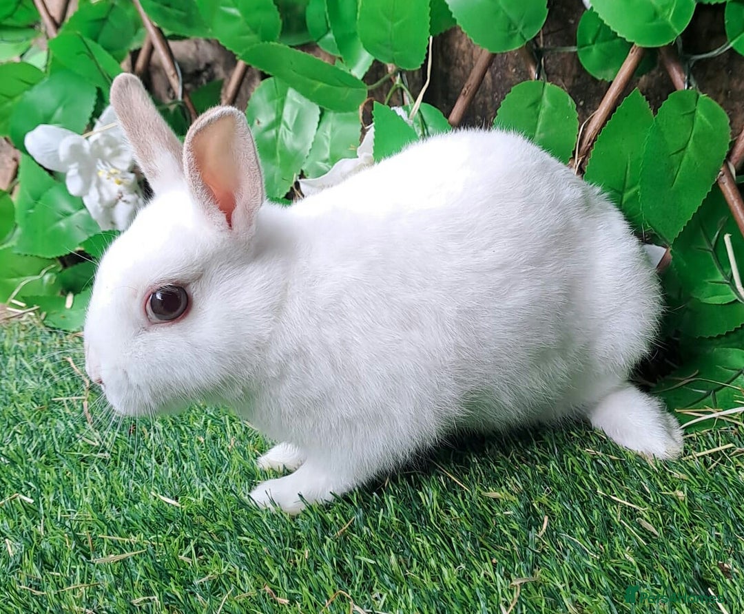 Netherland Dwarf rabbits for sale: PURE Netherland Dwarfs Vaccinated REDUCED READY    - Image 5