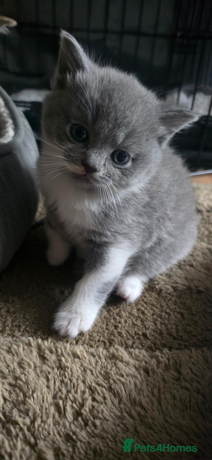 British Shorthair cats for sale: three little British Shorthair kittens - Advert 15