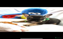 French Bulldog dogs for sale: French bulldog puppies - Image 14
