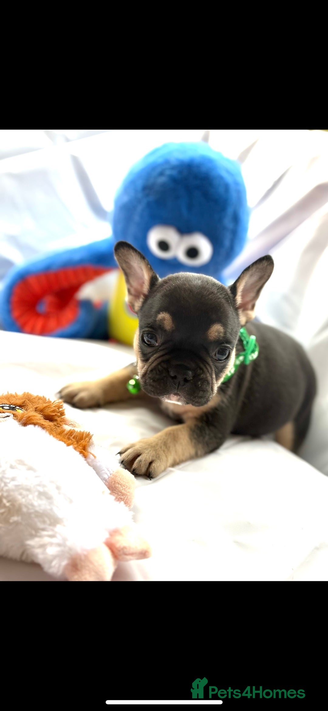 French Bulldog dogs for sale: French bulldog puppies - Image 14