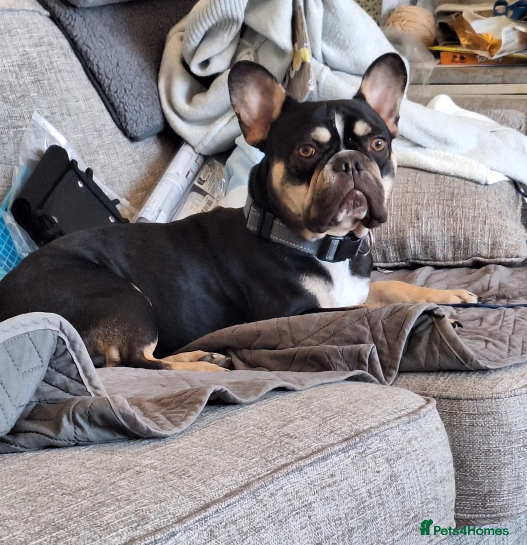 French Bulldog dogs for stud: French bulldog for stud  - Advert 2