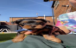 Yorkshire Terrier dogs for sale: Mini toy yorkshire terrier  in Basildon - Image 3