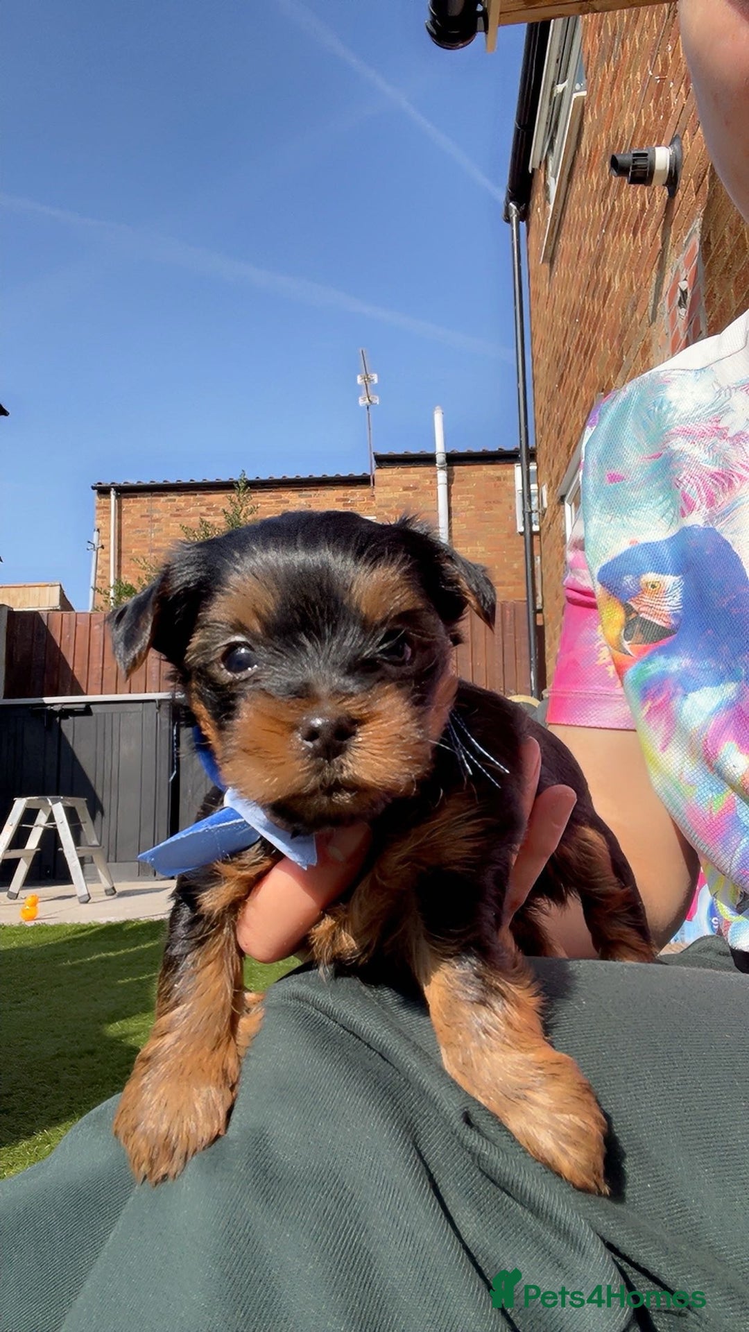 Yorkshire Terrier dogs for sale: Mini toy yorkshire terrier  in Basildon - Image 3