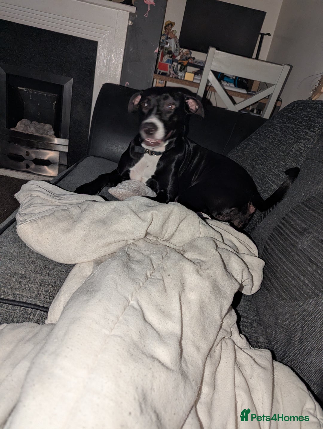 Mixed Breed dogs for sale: Luna looking for a forever home  - Image 1