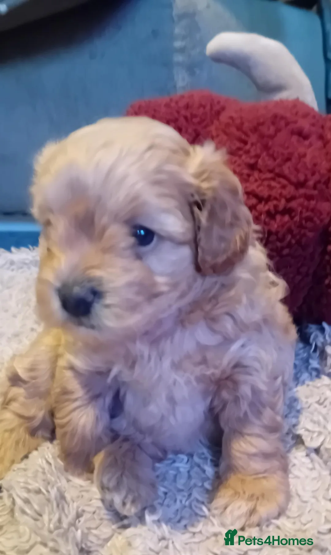 Shihpoo dogs for sale: Fur babies - Advert 5