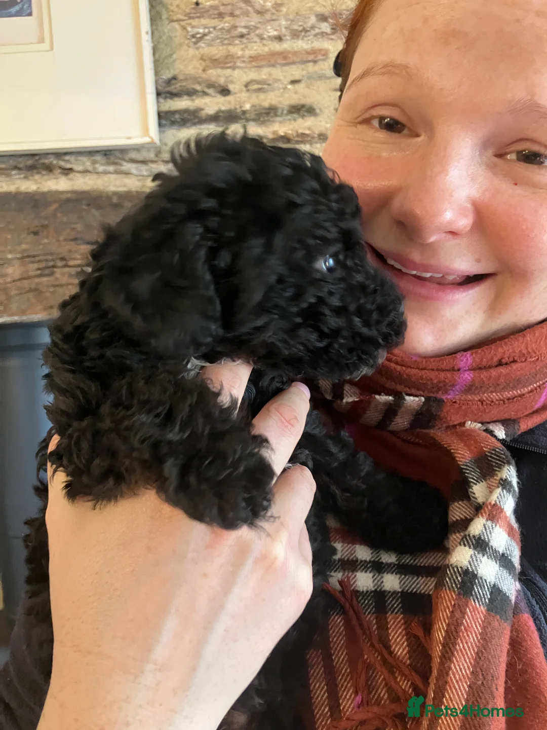 Jackapoo dogs for sale: Miniature poodle / jackapoo cross breed puppy - Advert 2