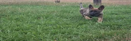 German Shepherd dogs for sale: Working line german shepherd puppies - Advert 5