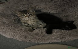 British Shorthair cats for sale: 🐾✨British Shorthair × Silver Tabby Kittens✨🐾 - Image 14