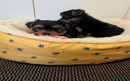 Yorkshire Terrier dogs for sale: Adorable Yorkshire terrier puppies available  - Image 20