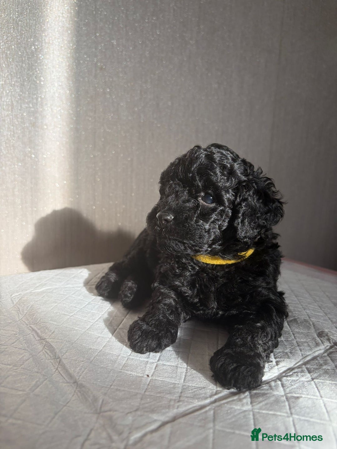 Cavapoo dogs for sale: READY TO LEAVE BLACK & WHITE TEDDY BEAR CAVAPOO - Advert 21