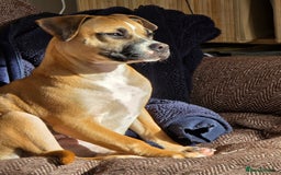 Mixed Breed dogs for sale: Lovely lily bullboxer  - Image 2