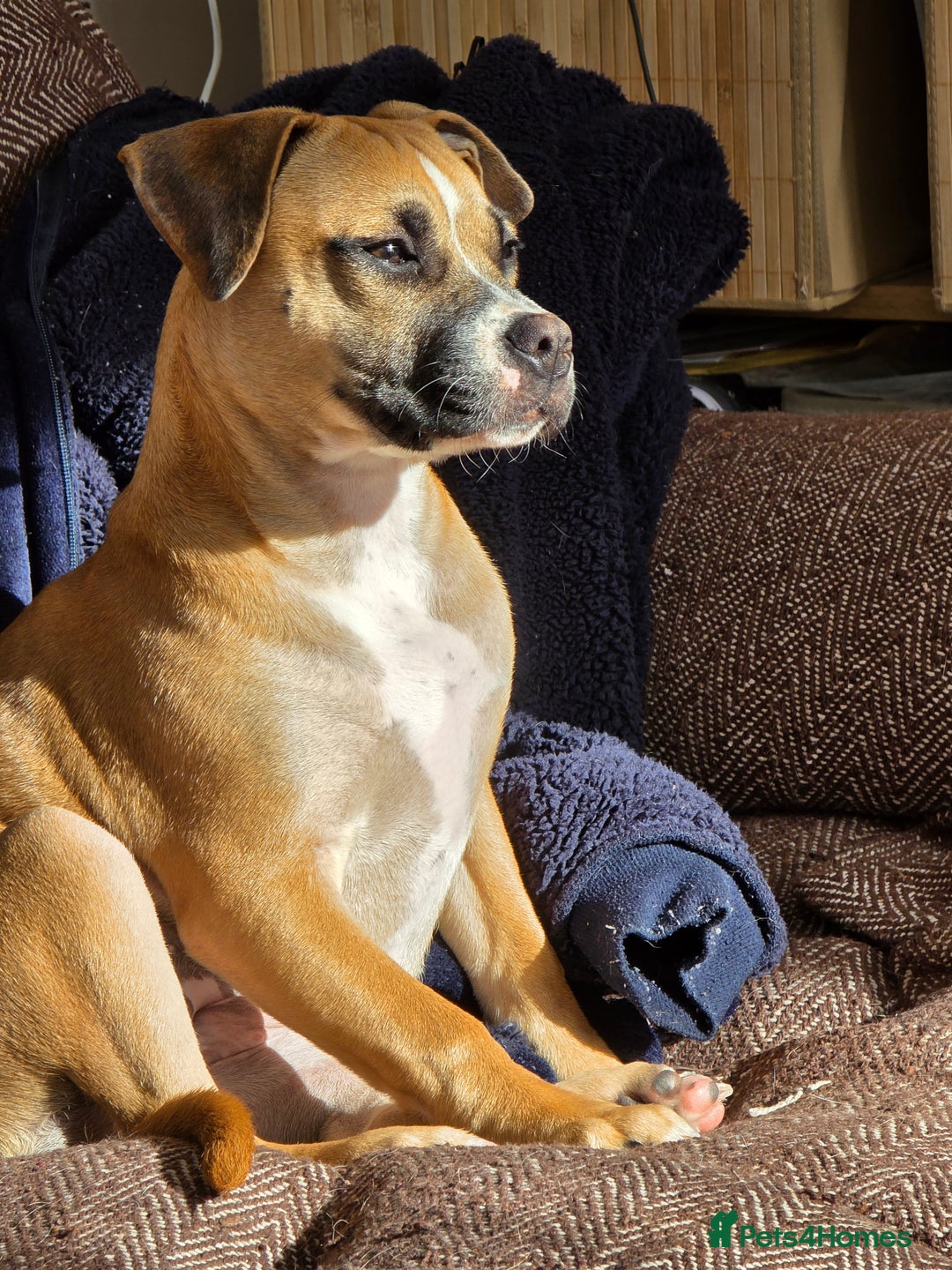 Mixed Breed dogs for sale: Lovely lily bullboxer  - Image 2