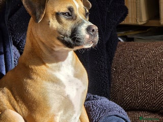 Mixed Breed dogs - Advert 5