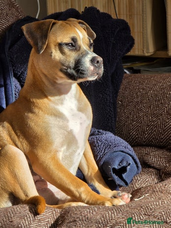 Mixed Breed dogs - Advert 2