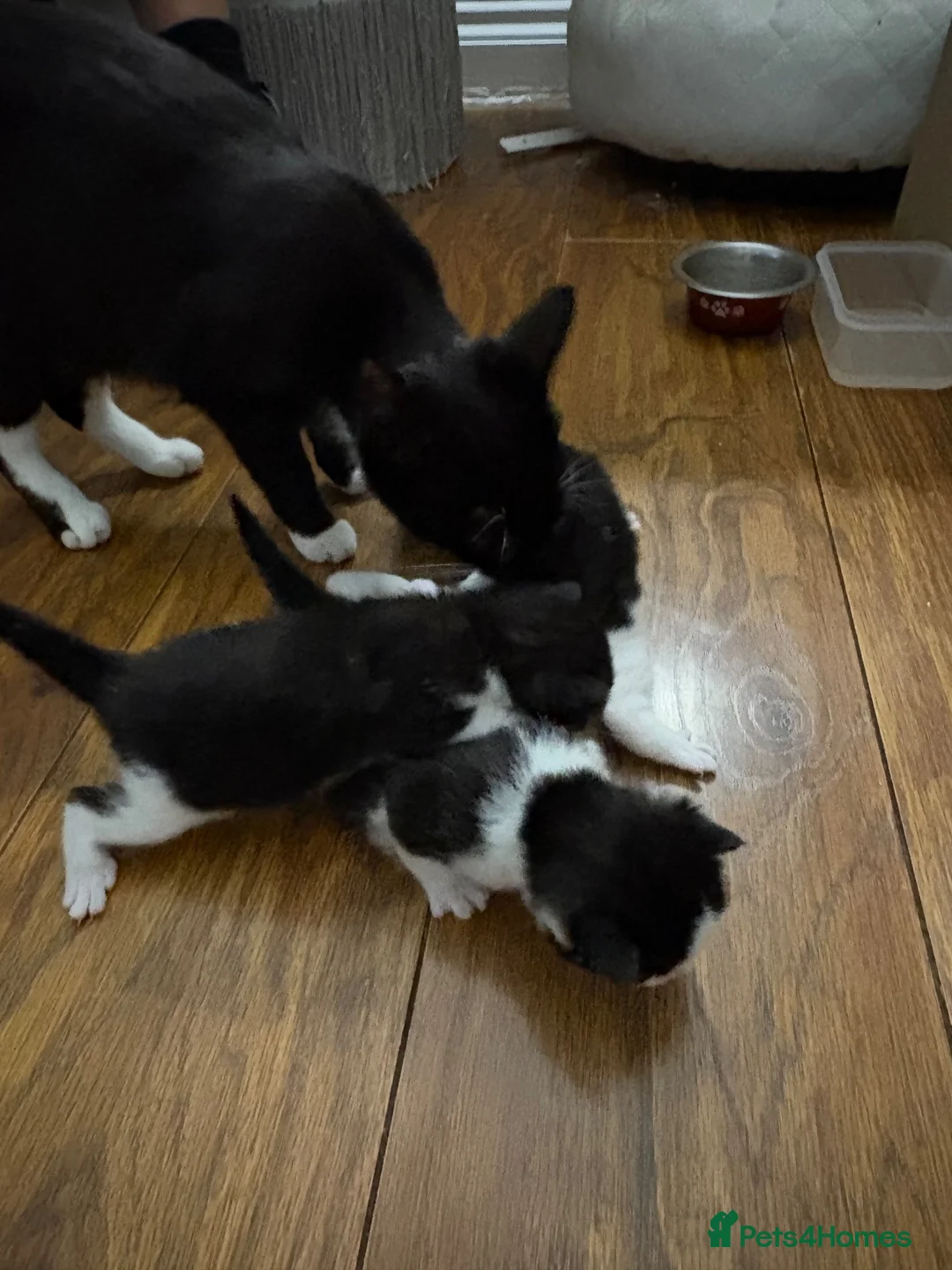 Mixed Breed cats for sale: Tuxedo Female Kitten  - Advert 2
