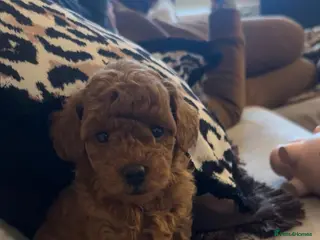 Cockapoo dogs Beautiful red toy cockapoo puppy - Advert 1