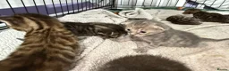 Bengal cats for sale: Bengal kittens  - Advert 11