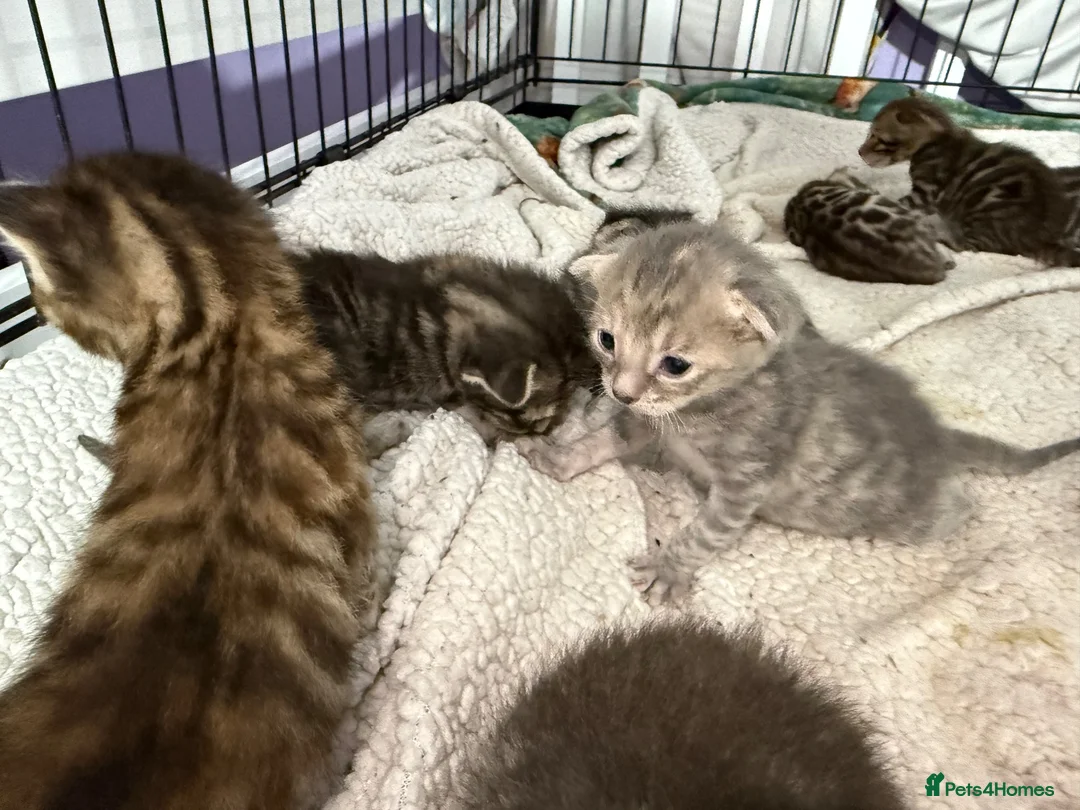 Bengal cats for sale: Bengal kittens  - Advert 11