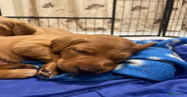 Labrador Retriever dogs Fantastic Dark Red KC Labrador boys - Advert 8