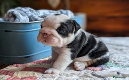English Bulldog dogs for sale: 🐶🩵 English Bulldog Puppies for Sale 🐾✨ - Image 1