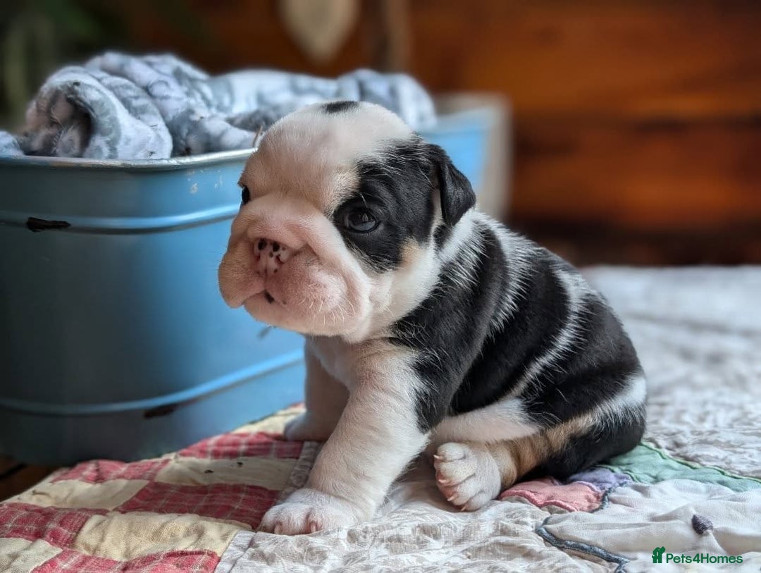 English Bulldog dogs for sale: 🐶🩵 English Bulldog Puppies for Sale 🐾✨ - Image 1