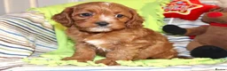 Cavapoo dogs for sale: Beautiful Cavapoo Looking For a New Home - Advert 3